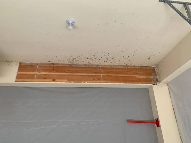 Best Emergency Mold Remediation  in Pahala, HI