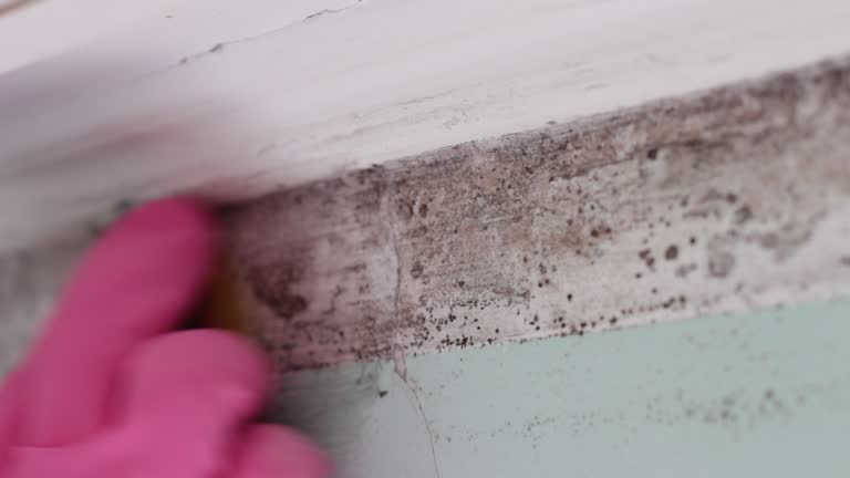 Best Residential Mold Inspection & Testing  in Pahala, HI